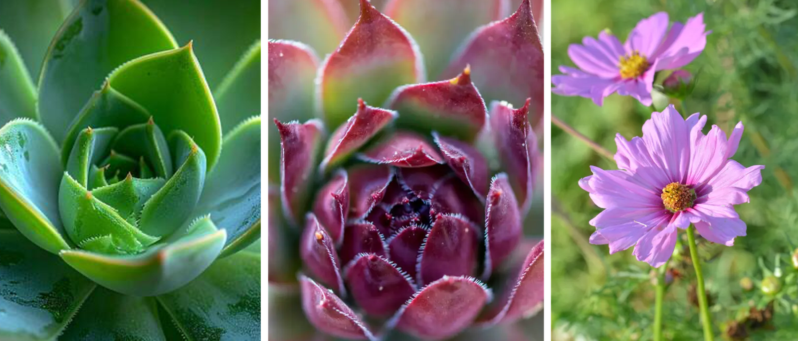 Image Series Photo Walk header: a row of linked photos that form one cohesive series