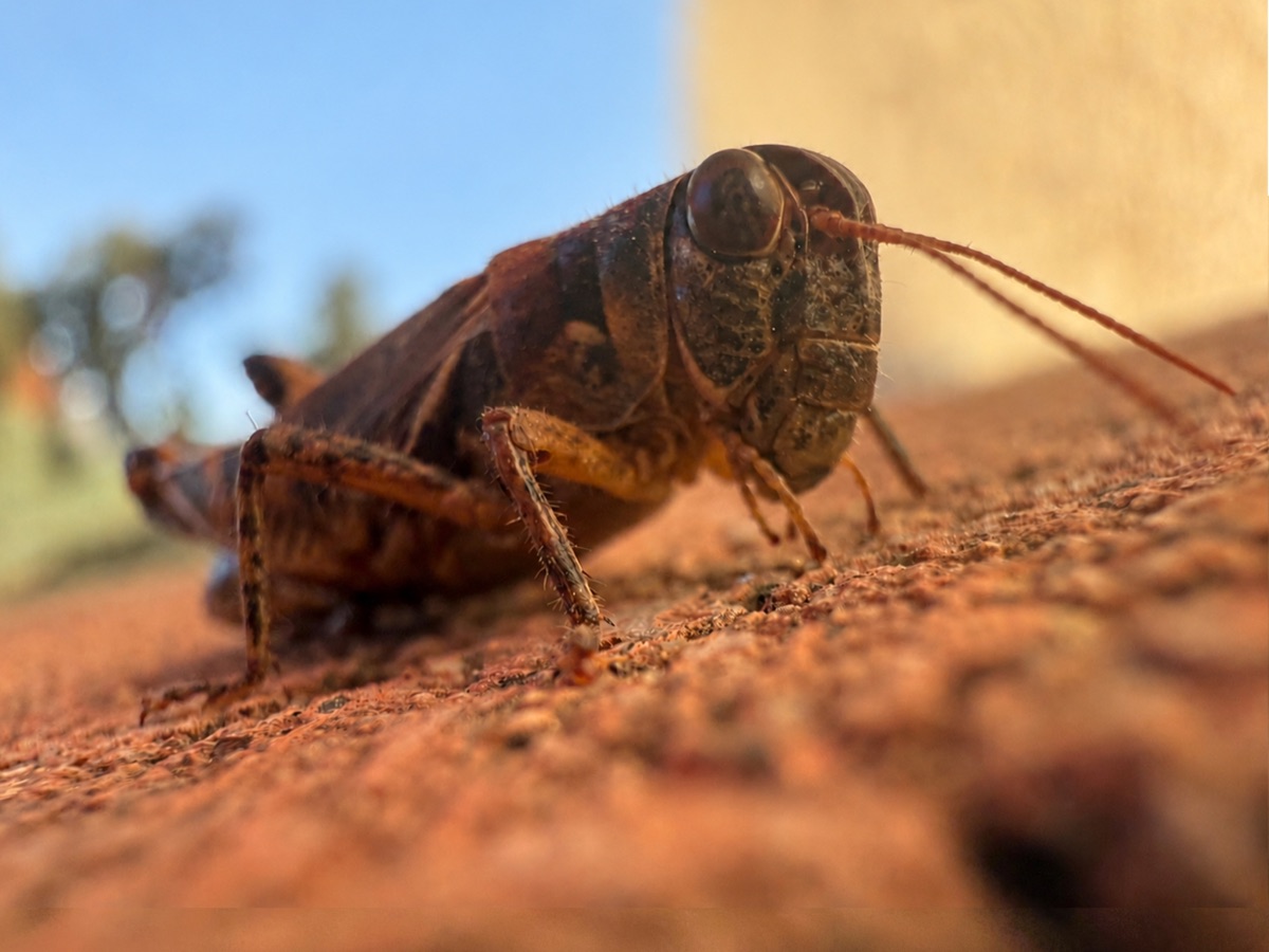 Extreme close-up of a grasshopper on red ground at a low bug’s-eye angle