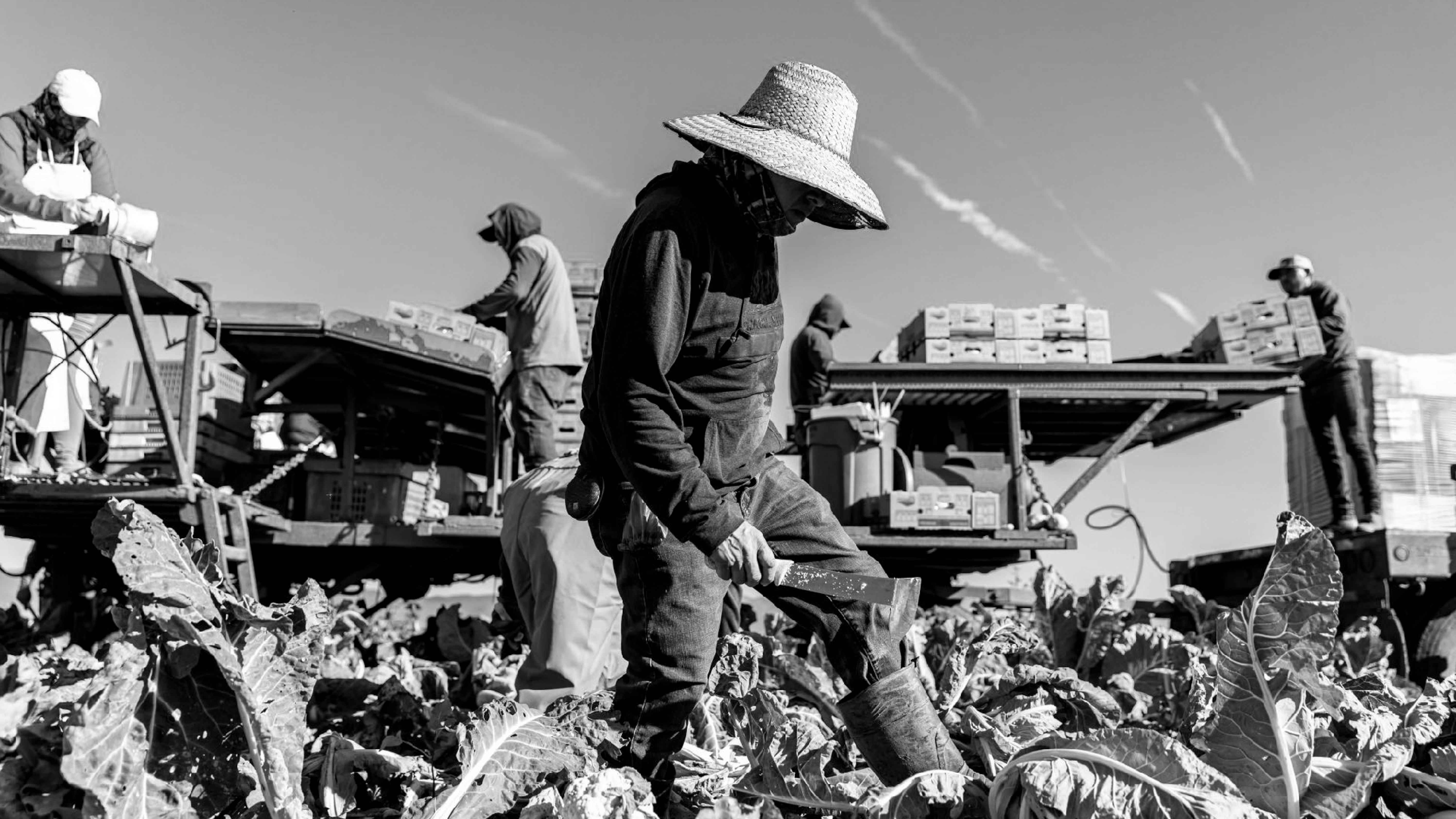 Harvested Dehumanized Hands